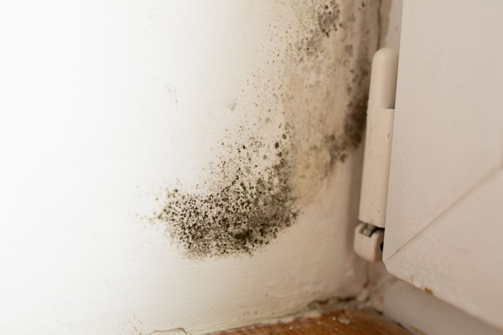Mold and mildew stains on interior wall